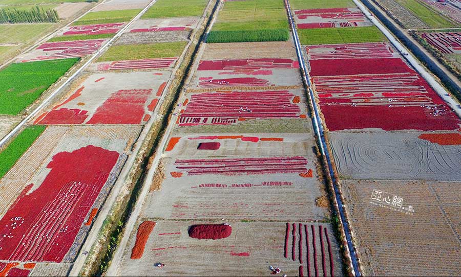 Chili harvest in Xinjiang