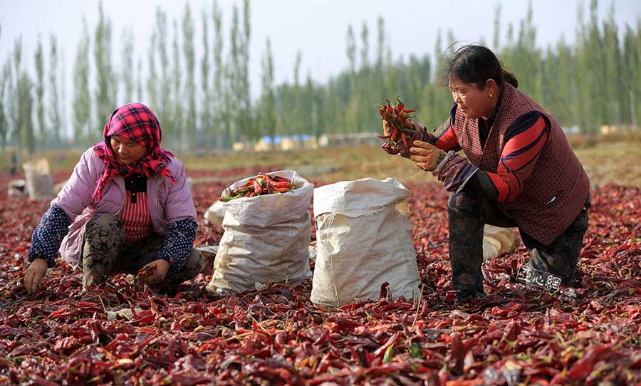 Chili harvest in Xinjiang