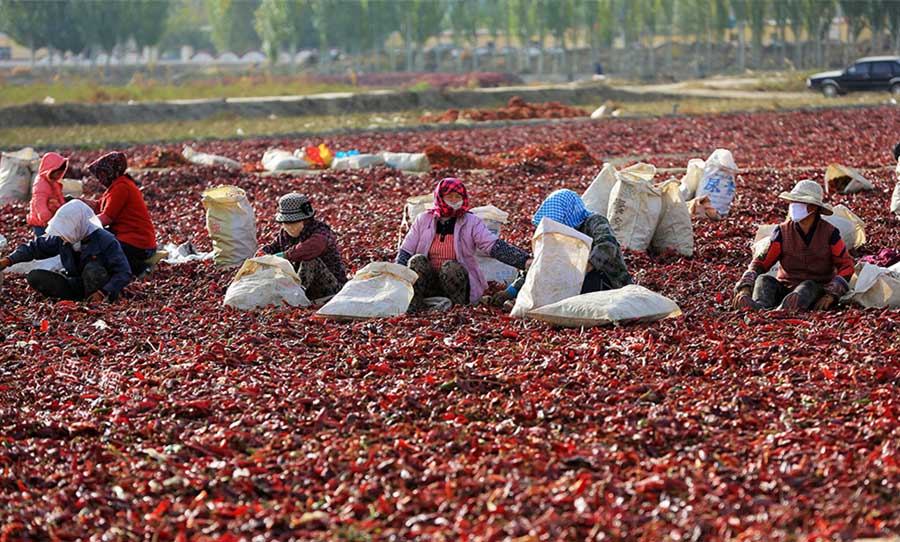 Chili harvest in Xinjiang