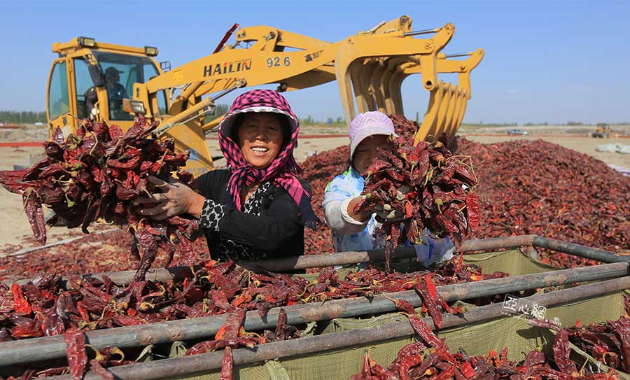 Chili harvest in Xinjiang