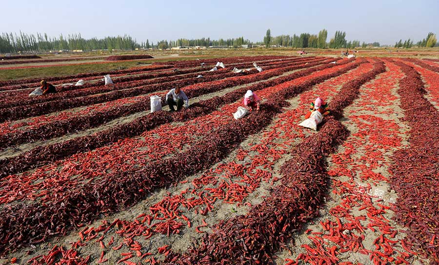 Chili harvest in Xinjiang