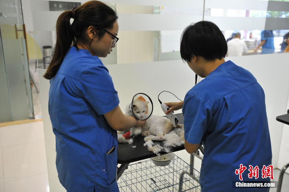 Woman spends 30,000 RMB to save her cat