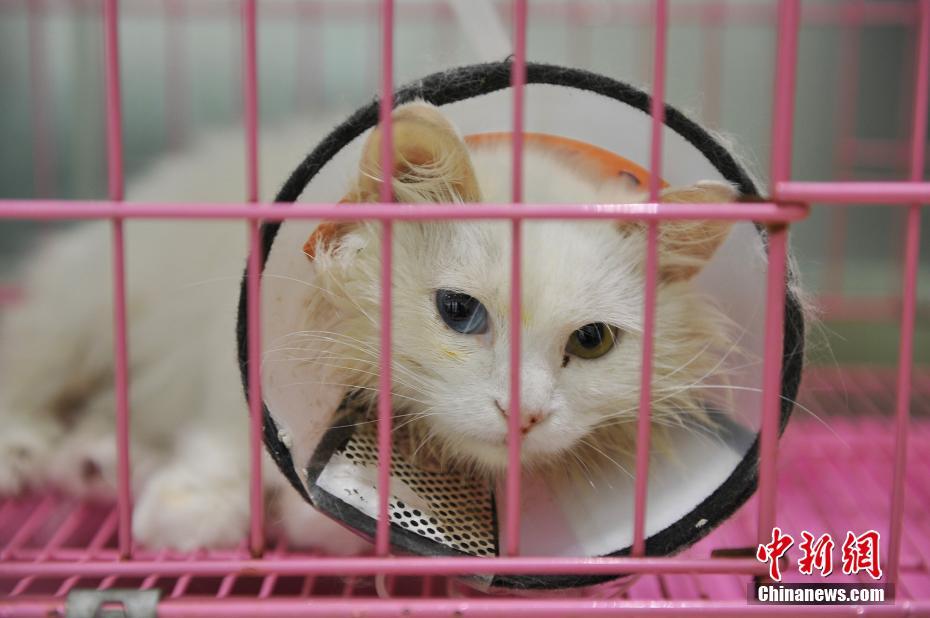 Woman spends 30,000 RMB to save her cat