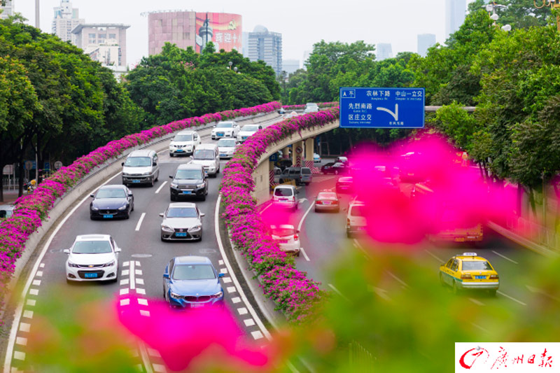 Blossoming paths in 'flower city'