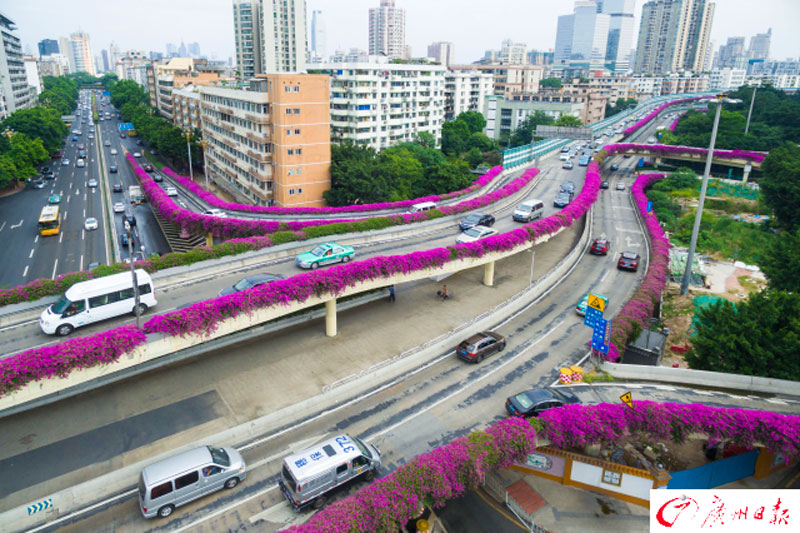 Blossoming paths in 'flower city'
