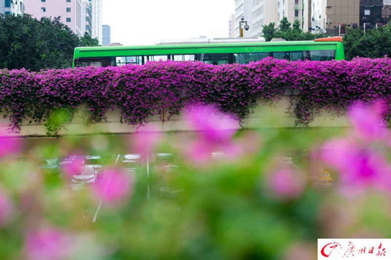 Blossoming paths in 'flower city'