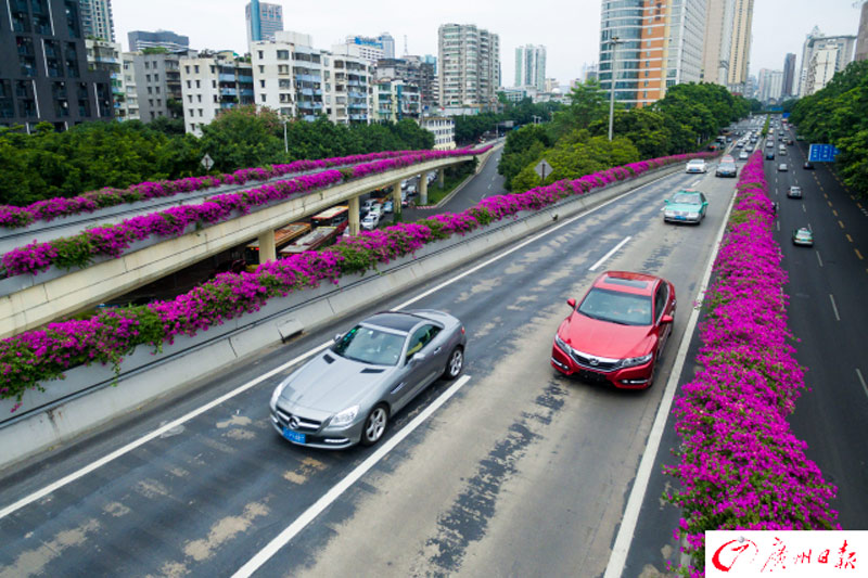 Blossoming paths in 'flower city'