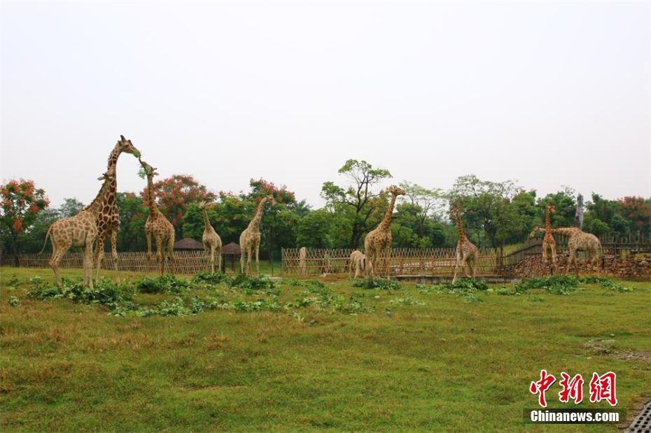 Dead African giraffes 'come back to life' at Jiangsu exhibit