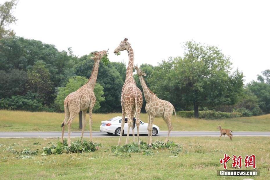Dead African giraffes 'come back to life' at Jiangsu exhibit