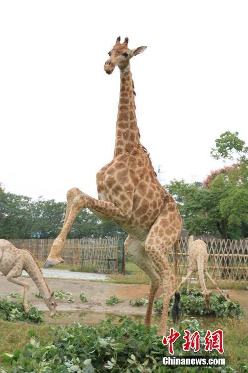 Dead African giraffes 'come back to life' at Jiangsu exhibit