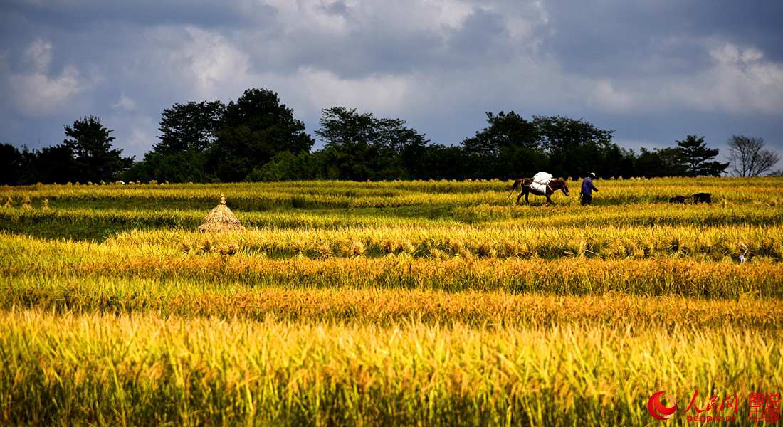 Paddy harvest season in Gaopo Village