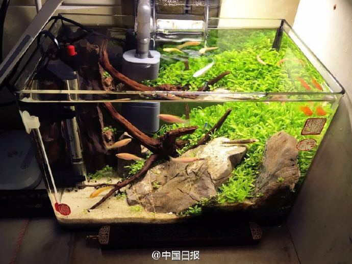 Vintage Chinese-style dorm decorations wows netizens