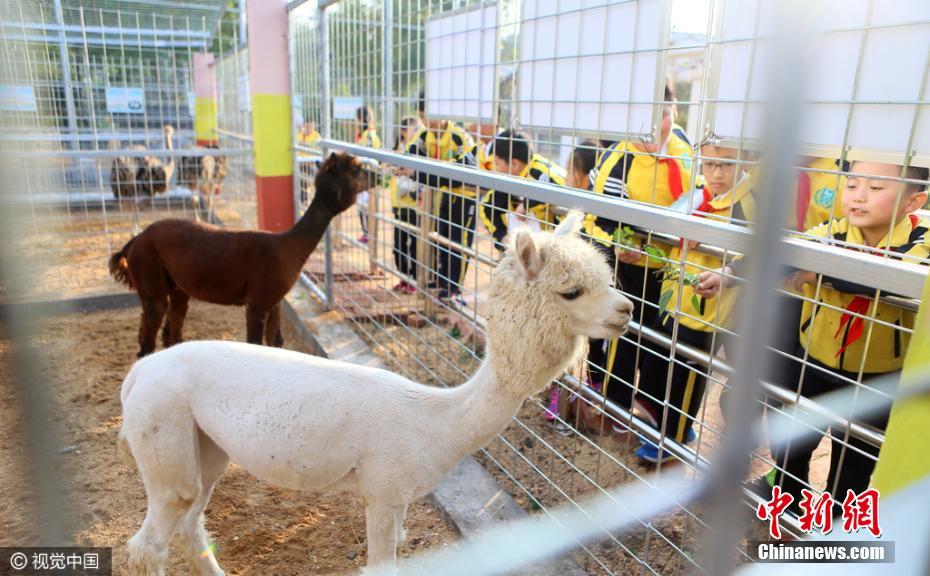 Shandong school sets up zoo on campus