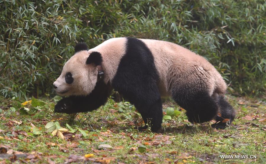 China Exclusive: China releases 6th, 7th giant panda into wild