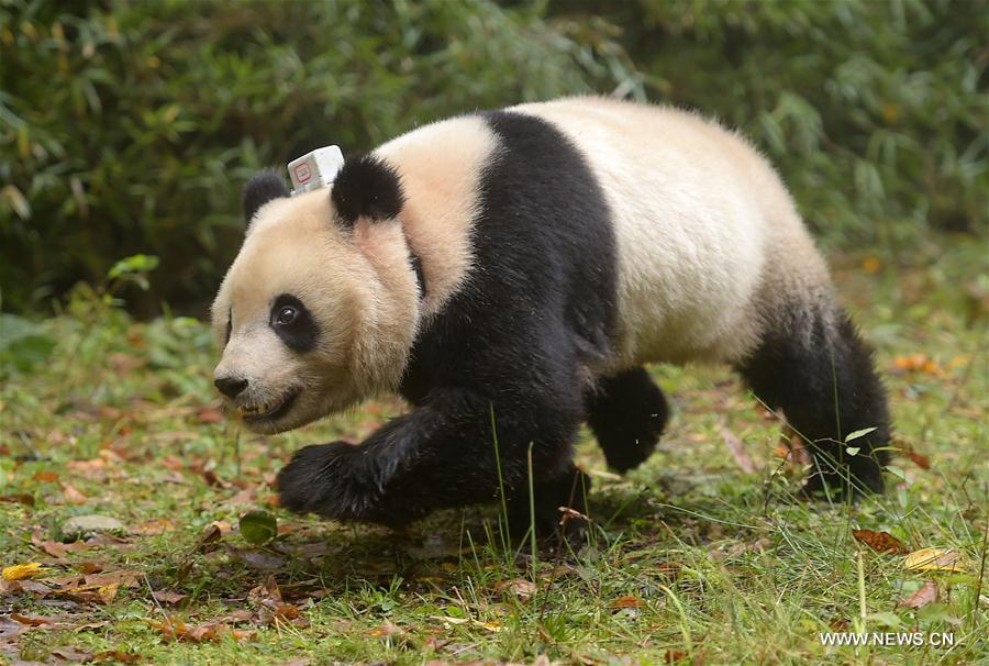 China Exclusive: China releases 6th, 7th giant panda into wild