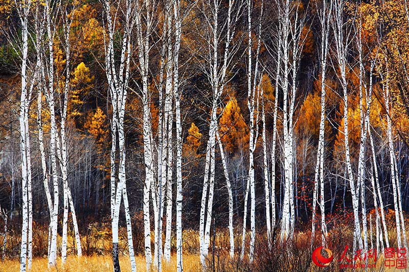 Scenery of arctic village in Heilongjiang