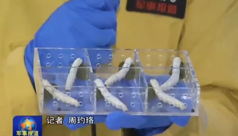 Experimental silkworms on Tiangong-2 begin spinning cocoons