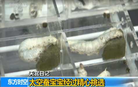 Experimental silkworms on Tiangong-2 begin spinning cocoons