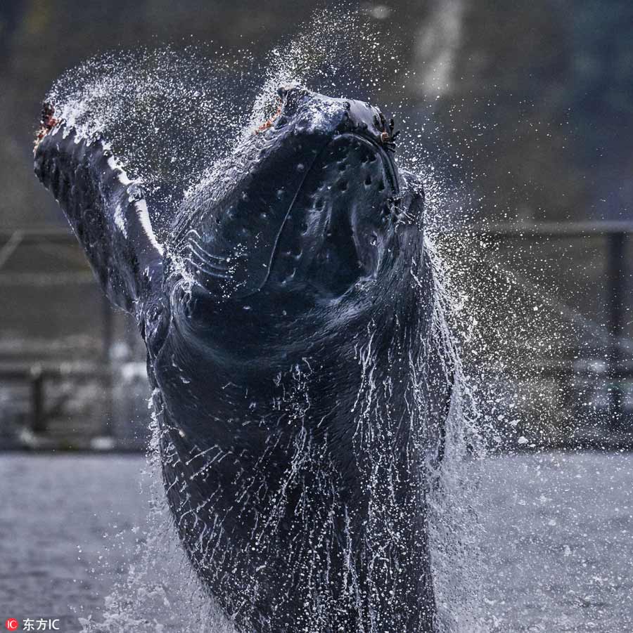 Humpback 'ballet' in Canada