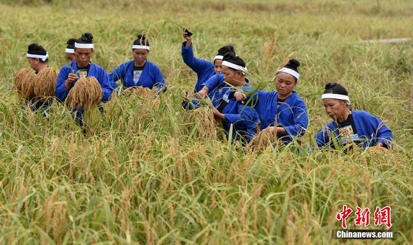 Dong ethnic minority women celebrate harvest in Guangxi 