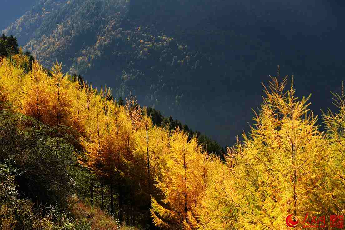 Colorful fall foliage in Miyaluo