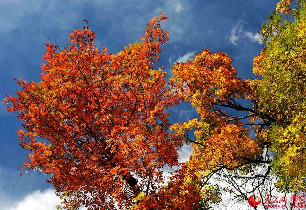 Colorful fall foliage in Miyaluo