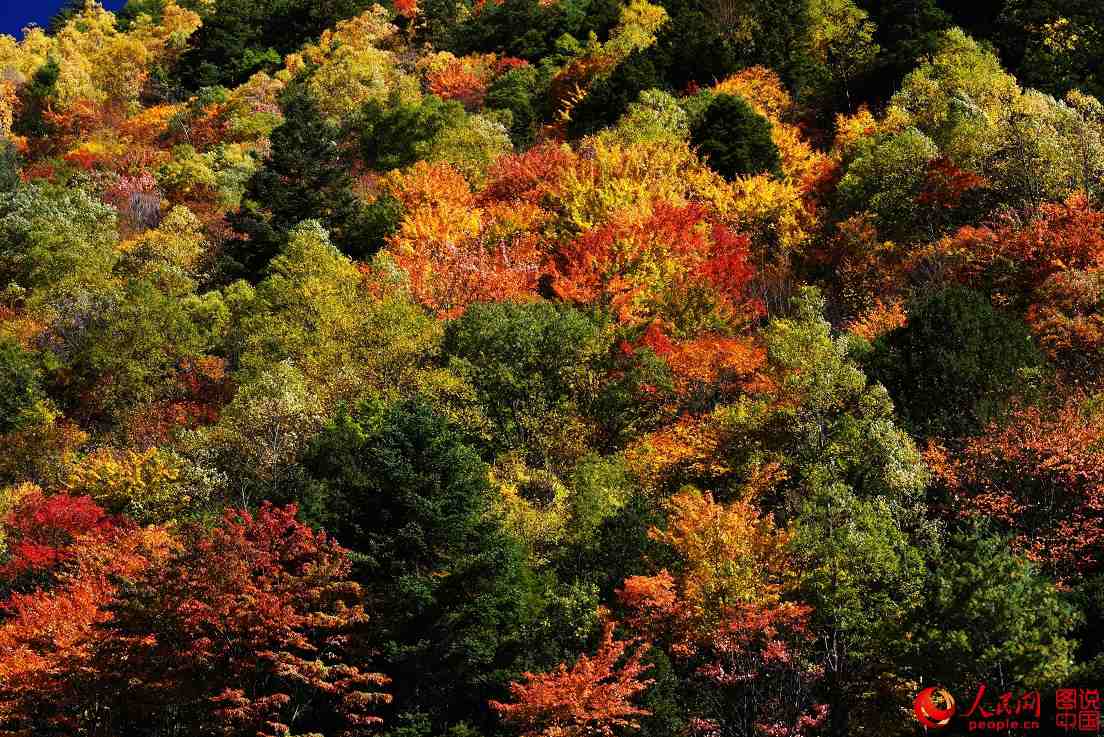 Colorful fall foliage in Miyaluo