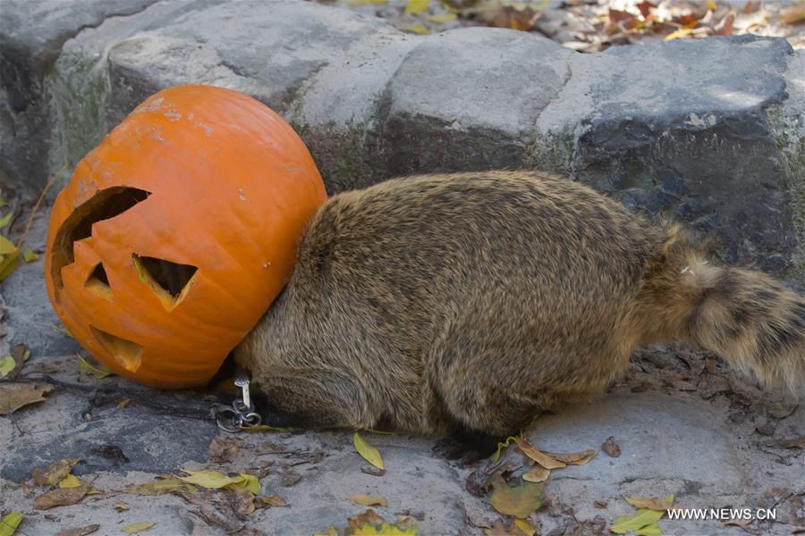 Animals eat food laid in Halloween pumpkins in Budapest Zoo - People's  Daily Online