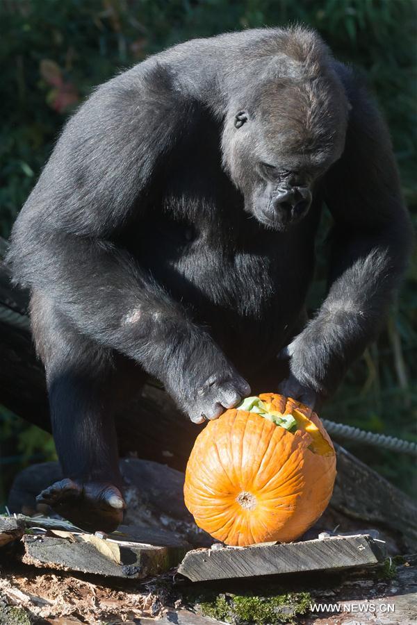 HUNGARY-BUDAPEST-ZOO-HALLOWEEN