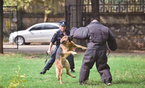 Police dogs receive training in Central China city