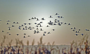 White cranes seen at Huanzidong wetland in NE China