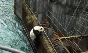 'Swimming panda' rescued, released back into nature