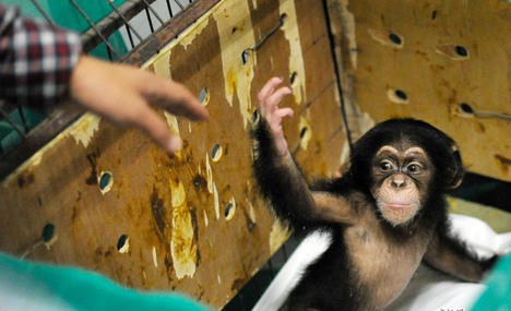 Abandoned baby chimpanzee and her 'mum'