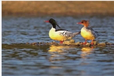 Nationally protected birds spotted in Hunan