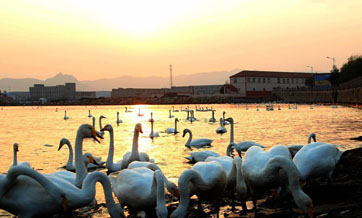 Swans migrate to Shandong province for winter