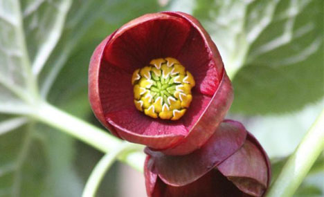 New species found in SW China