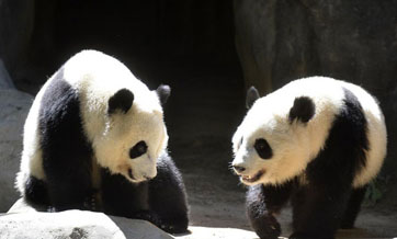Atlanta zoo to return giant panda twins to China