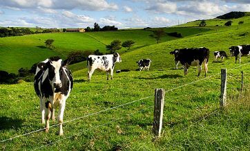 Wealthy Beijingers left disillusioned after shelling out AU$1 million for Aussie ranch