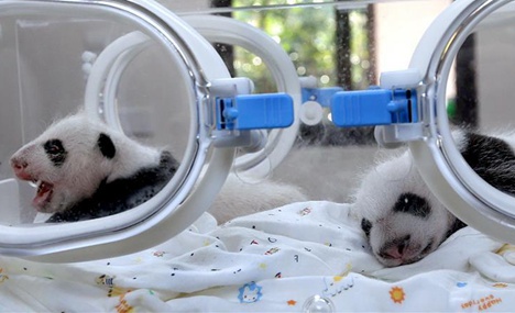 Panda twin cubs turn 1 month old at Shanghai base