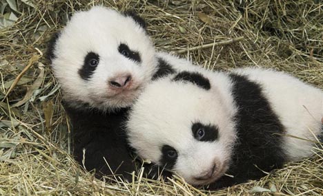Names of twin panda cubs born in Austrian zoo revealed
