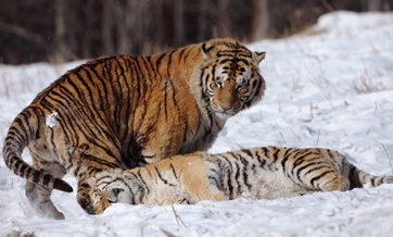 China plans massive national park for Serbian Tigers and Amur Leopards