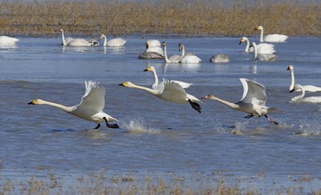 Swans seen in Shandianhe National Wetland Park in north China
