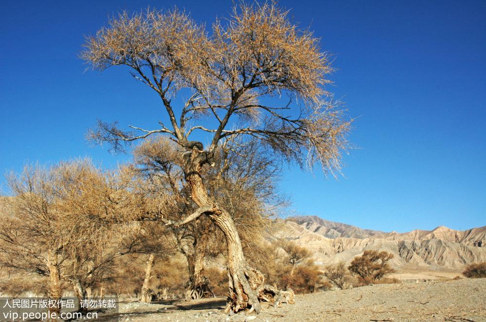 World's largest tamarisk forest faces annihilation