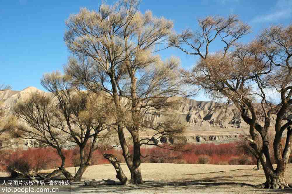 World's largest tamarisk forest faces annihilation