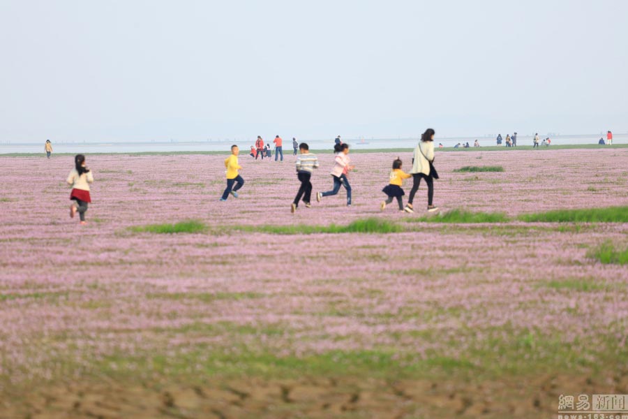 Sea of flowers in Poyang Lake