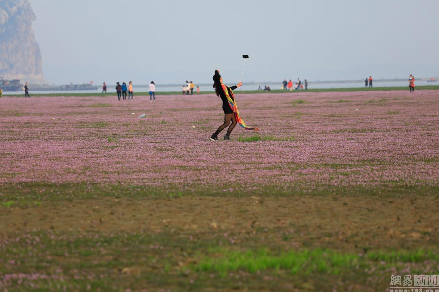 Sea of flowers in Poyang Lake