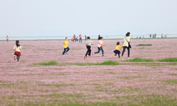 Sea of flowers in Poyang Lake