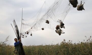 China to emphasize migratory bird protection