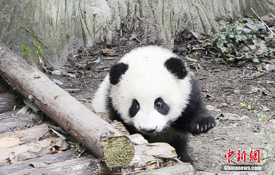 In photos: Adorable pandas in Chengdu
