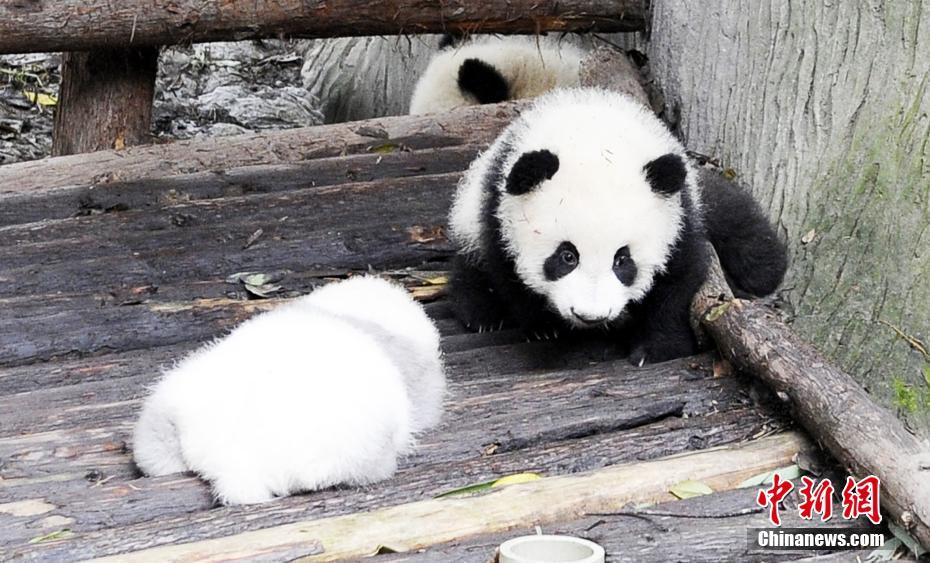 In photos: Adorable pandas in Chengdu